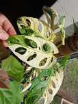 Монстера Adansonii Variegata
