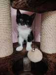 Котёнок девочка ищет семью