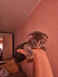 Отдам вислоухих котят