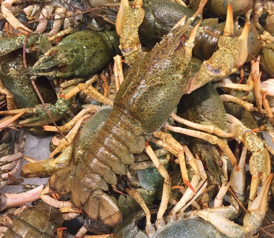 Живые и вареные раки! Морепродукты и др.