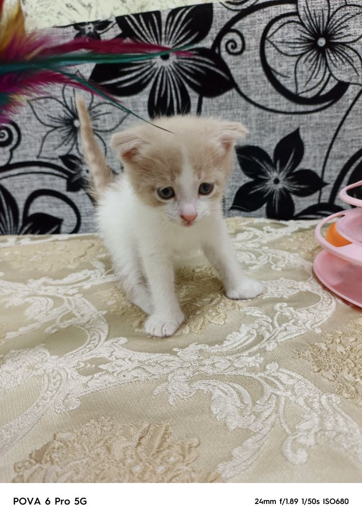 Отдам вислоухого котёнка!