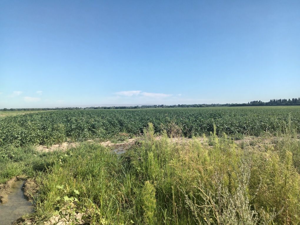 Сдам в аренду поливной землю