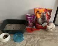 Котенок  шымкент