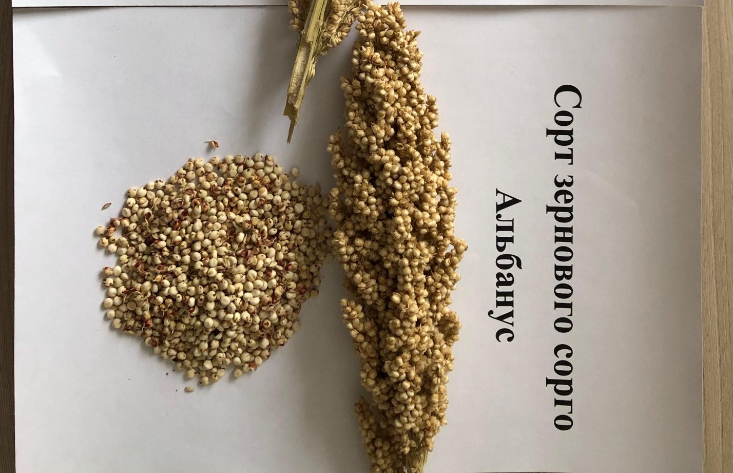 Продам Сорго Кумай для скота и птиц откорм Пшеница Ячмень Комбикорм