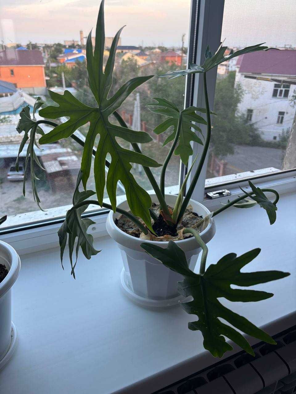 Комнатные цветы разные