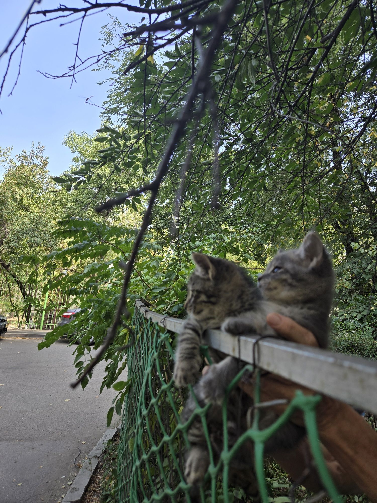 Отдаются   милые котята