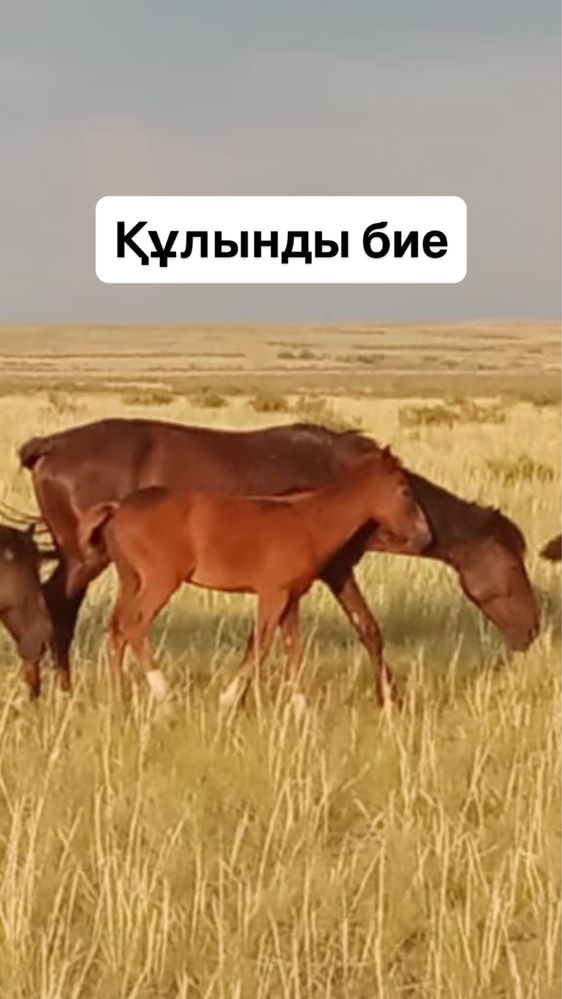 АЙҒЫР, ТАЙ, 2 ҚҰЛЫНДЫ БИЕЛЕР! Цена договорная