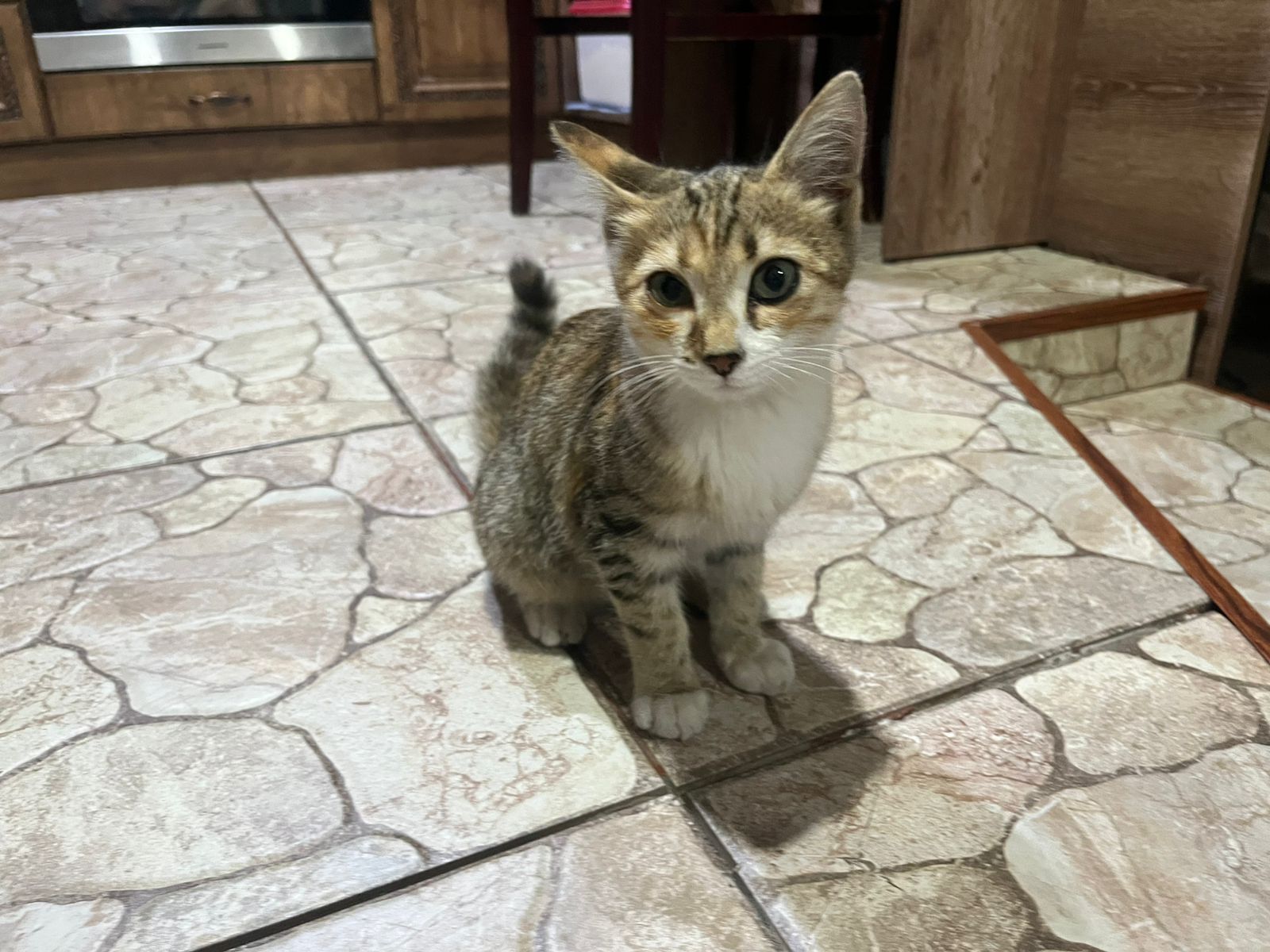 Отдам котенка девочка