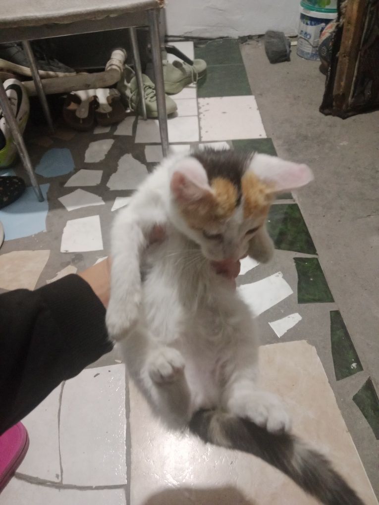 Отдам котенка в хорошие руки.