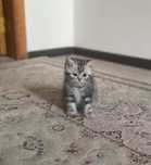 котята вислоухие, прямоухие шотландские красивые чистокровные