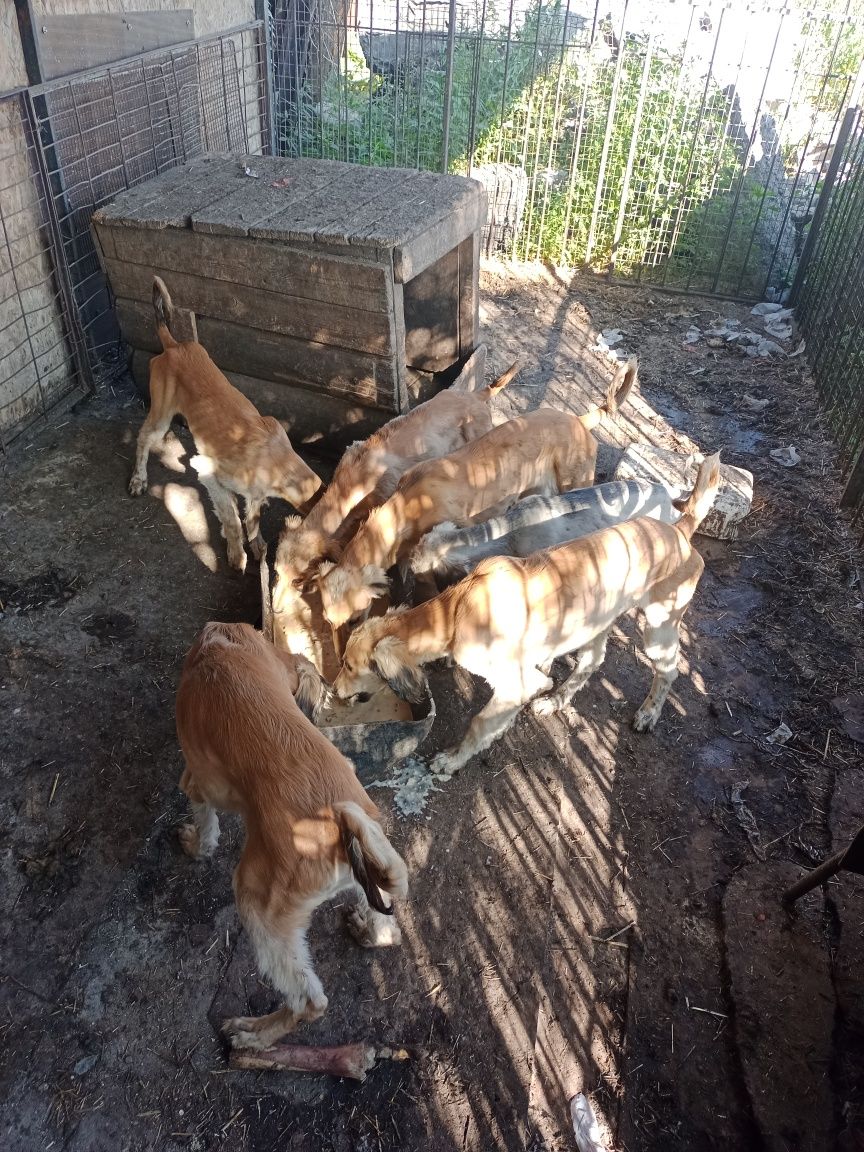Продаются щенки Тазы.