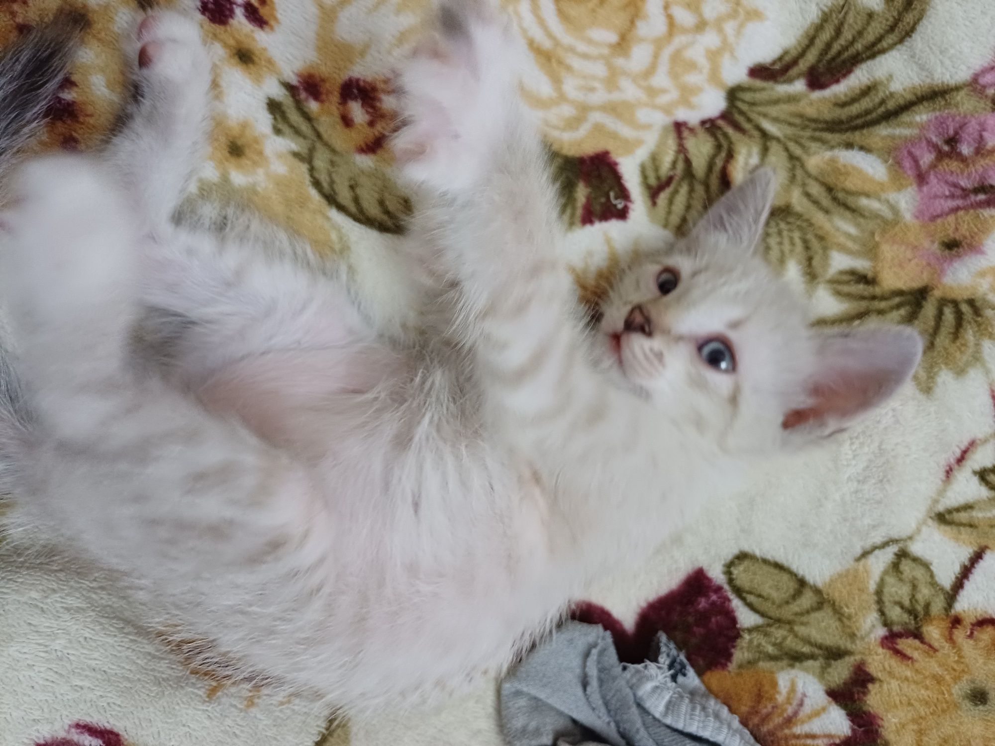 Котёнок, мальчик