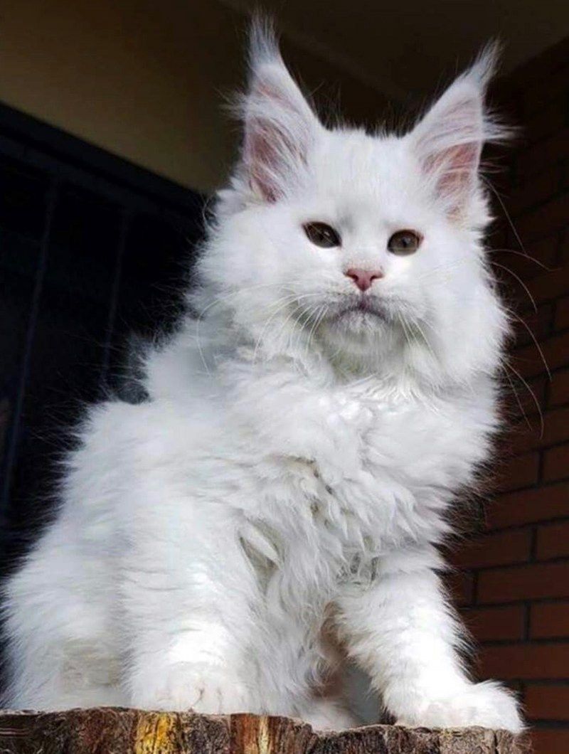 БЕЛОСНЕЖКИ - мейн кунчики ! Котята
