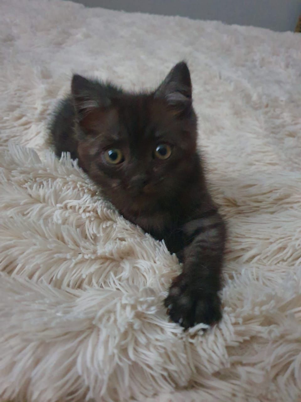 Котёнок мальчик в добрые руки