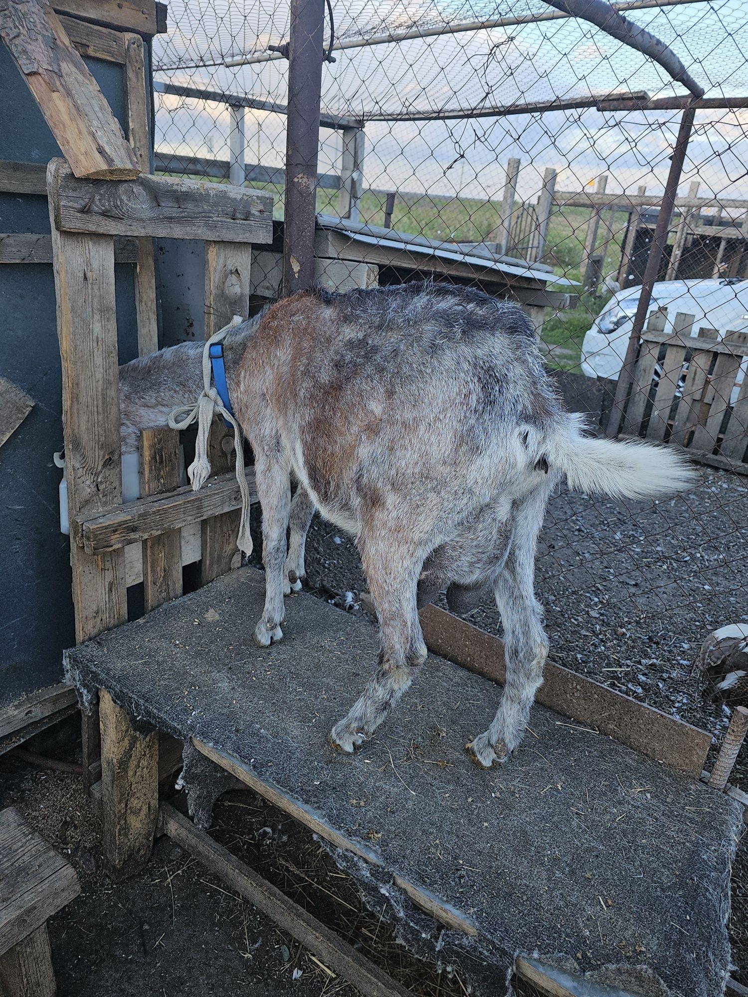 Продам дойных коз
