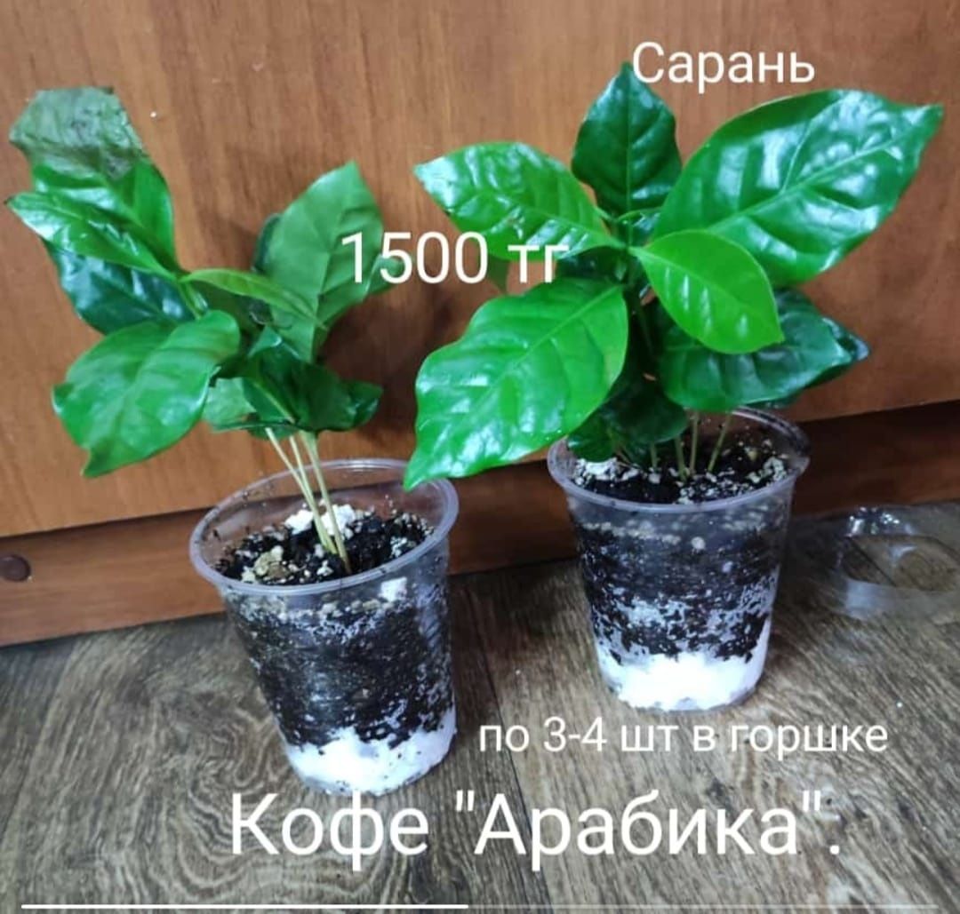 Шефлера,аукуба,кофе, переския,драцена