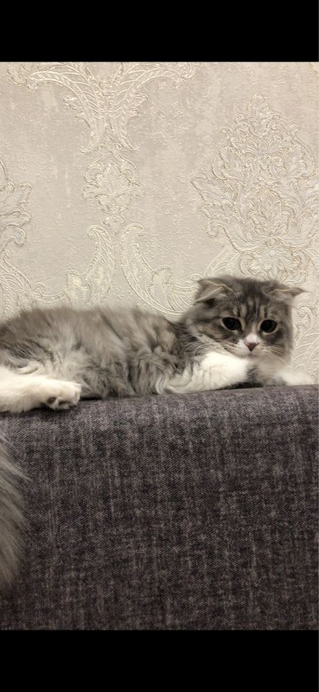 Кошка вислоухая девочка красавица