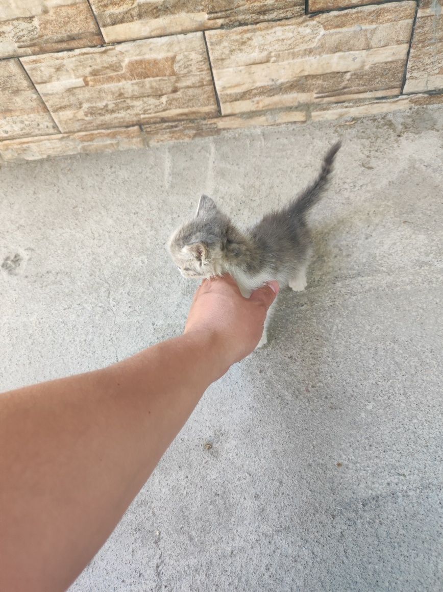 Кошка продам срочно