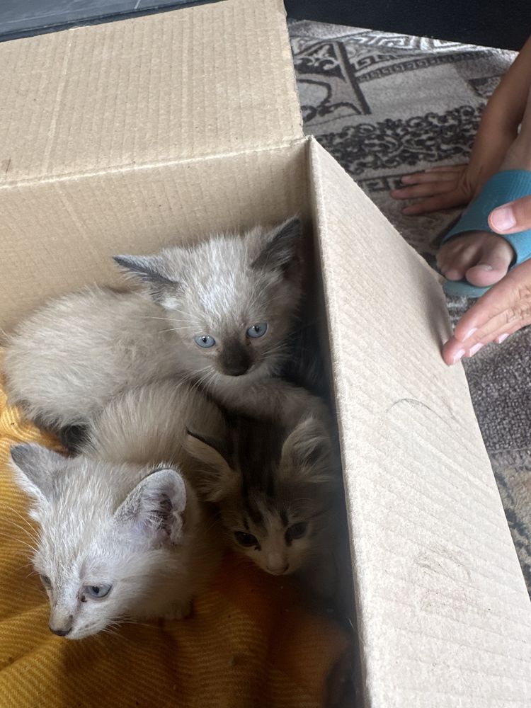 Отдам котят бесплатно