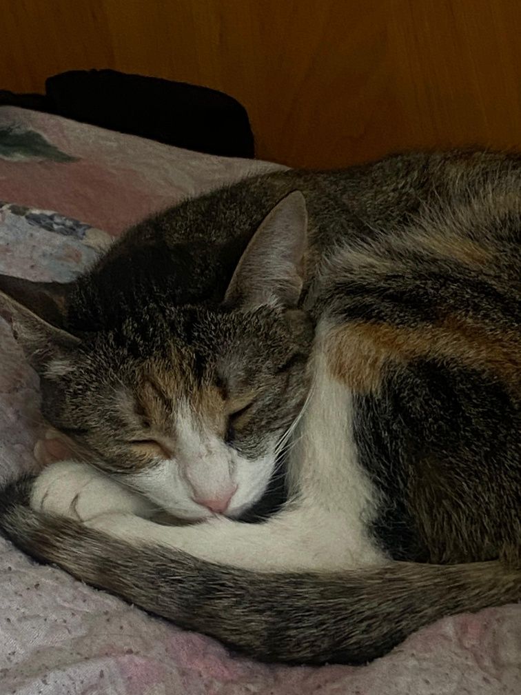 Ласковая кошкааа