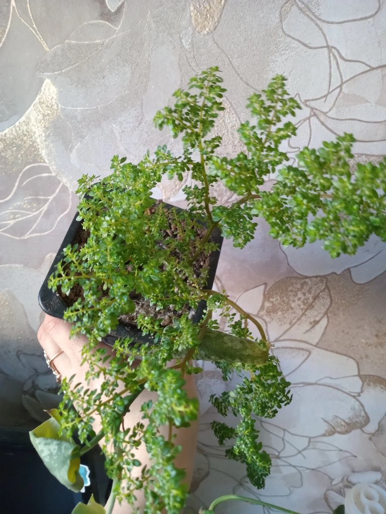 Продам  цветы разные, большие