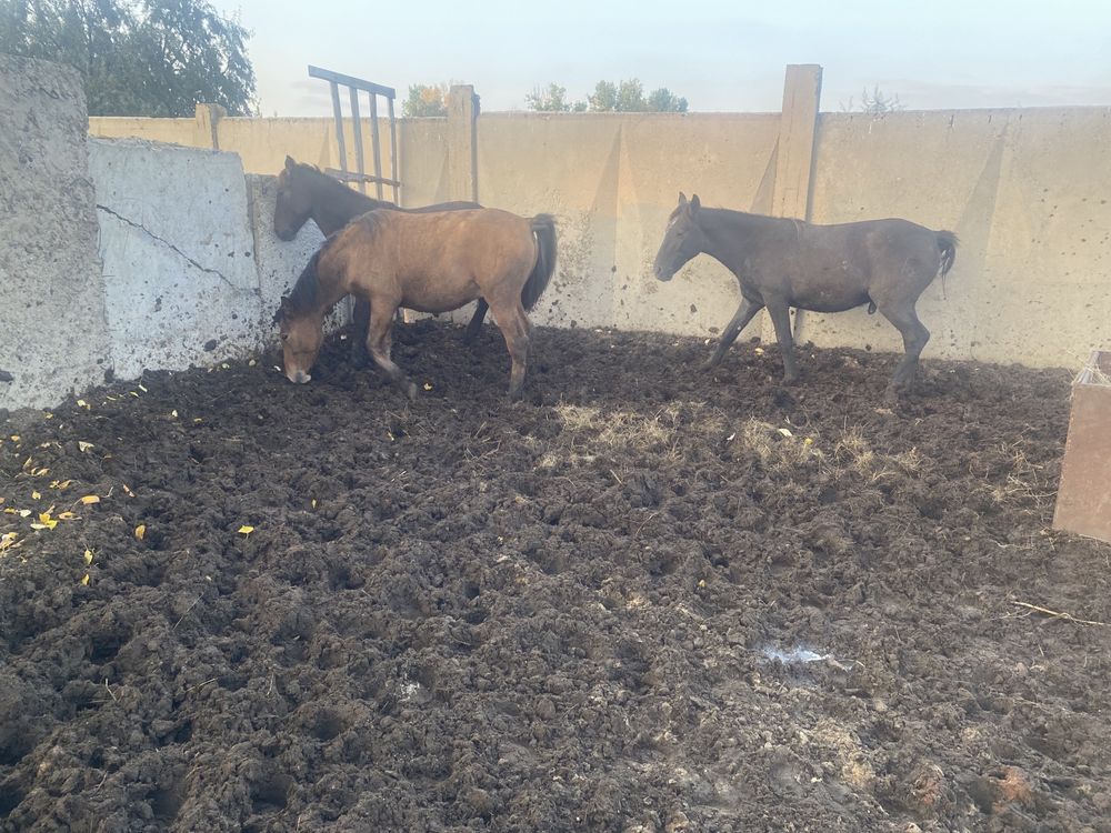Продам тайчики