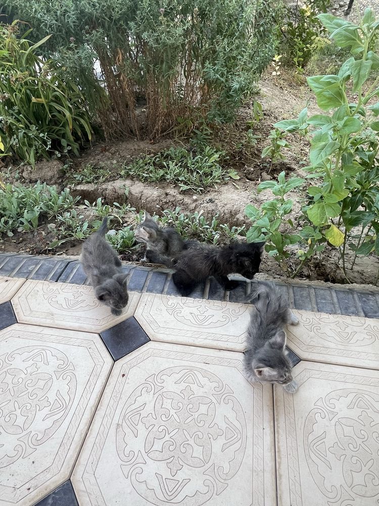 Котята бесплатно