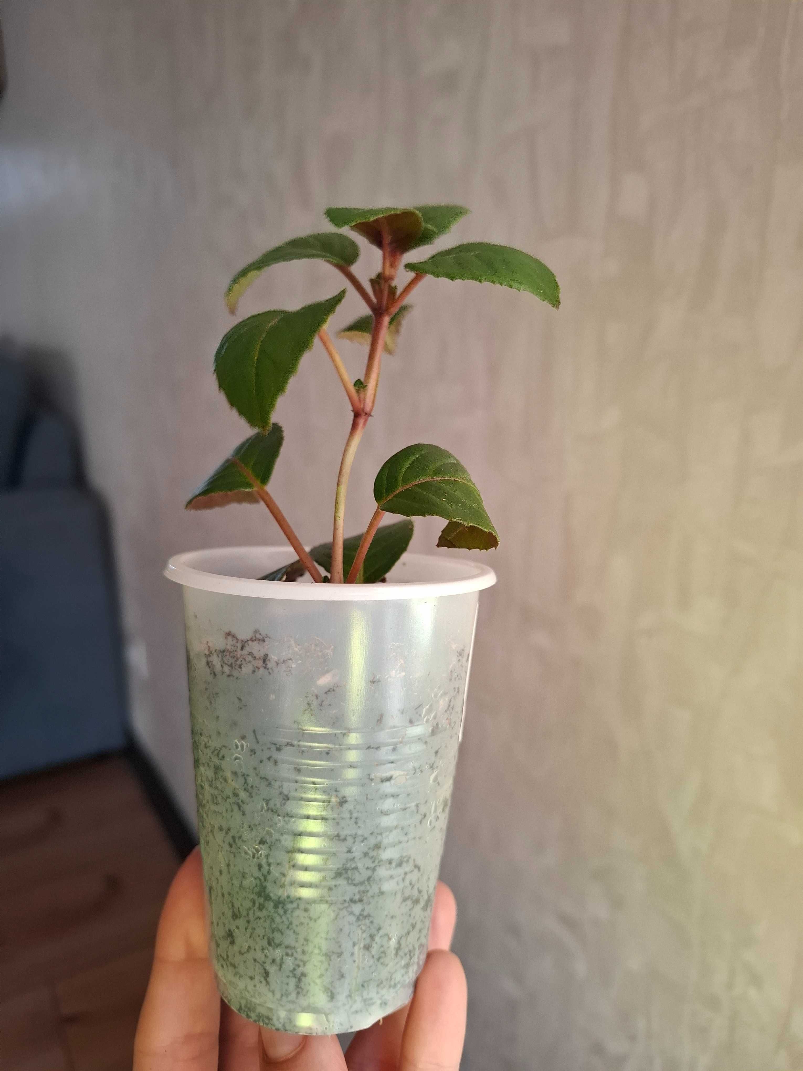Фуксии, укорененные черенки