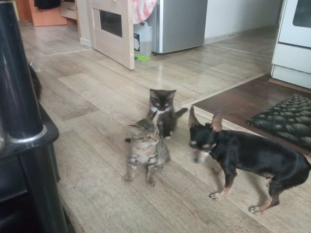 Продаются котята