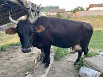Продам коровы дойные