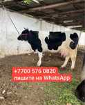 Продам корову дойную за 350 тысяч