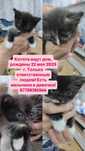 Котята ищут дом!