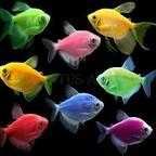 Тернеция GloFish