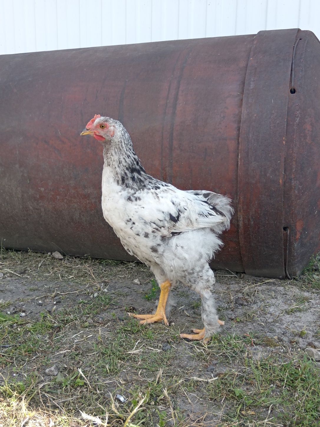 Продам петушков порода брама