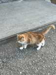 Отдам в добрые руки рыжую стерилизованную кошечку