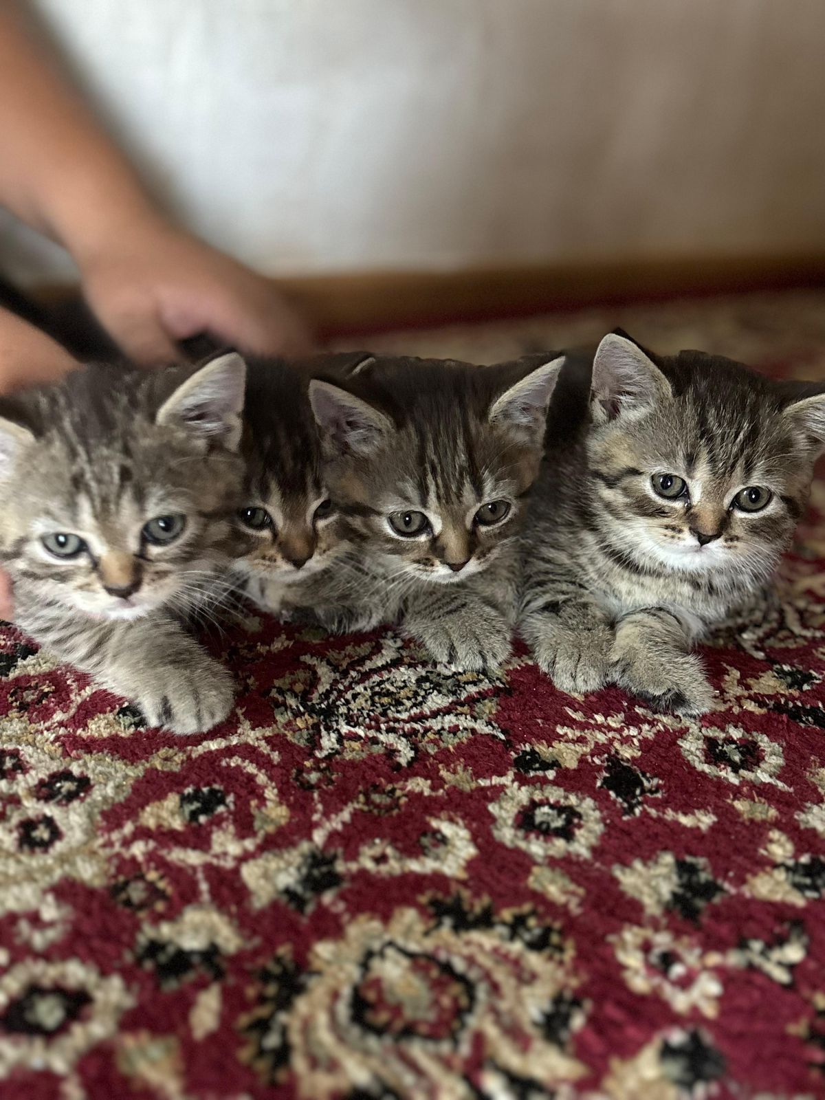 Продам котят британских
