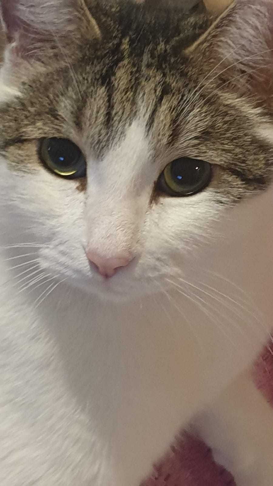 Отдам кота в хорошие руки