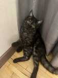 Отдадим кота Британчика