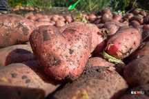Продам домашний картофель
