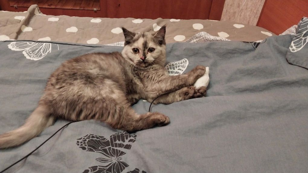 Отдам в добрые руки кошечку подростка  восьмимесячную.