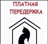 Передержка для котят, кошек и собачек