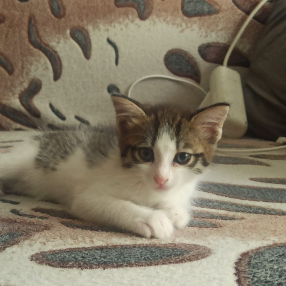 Котят в хорошие руки