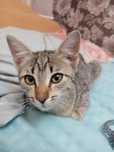 Отддаю котенка в добрые руки