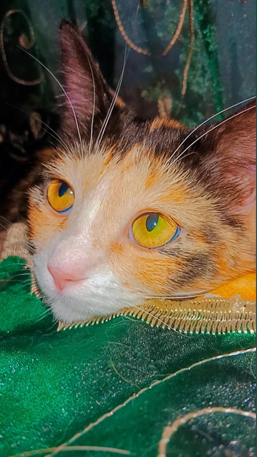 Шикарный красивый котенок