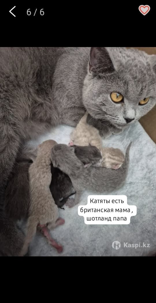 Продам котят породистые