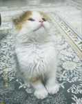 Шотладский вислоухий котенок (девочка)