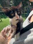 Котенок ищет дом