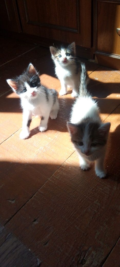 Отдам котят в добрые руки
