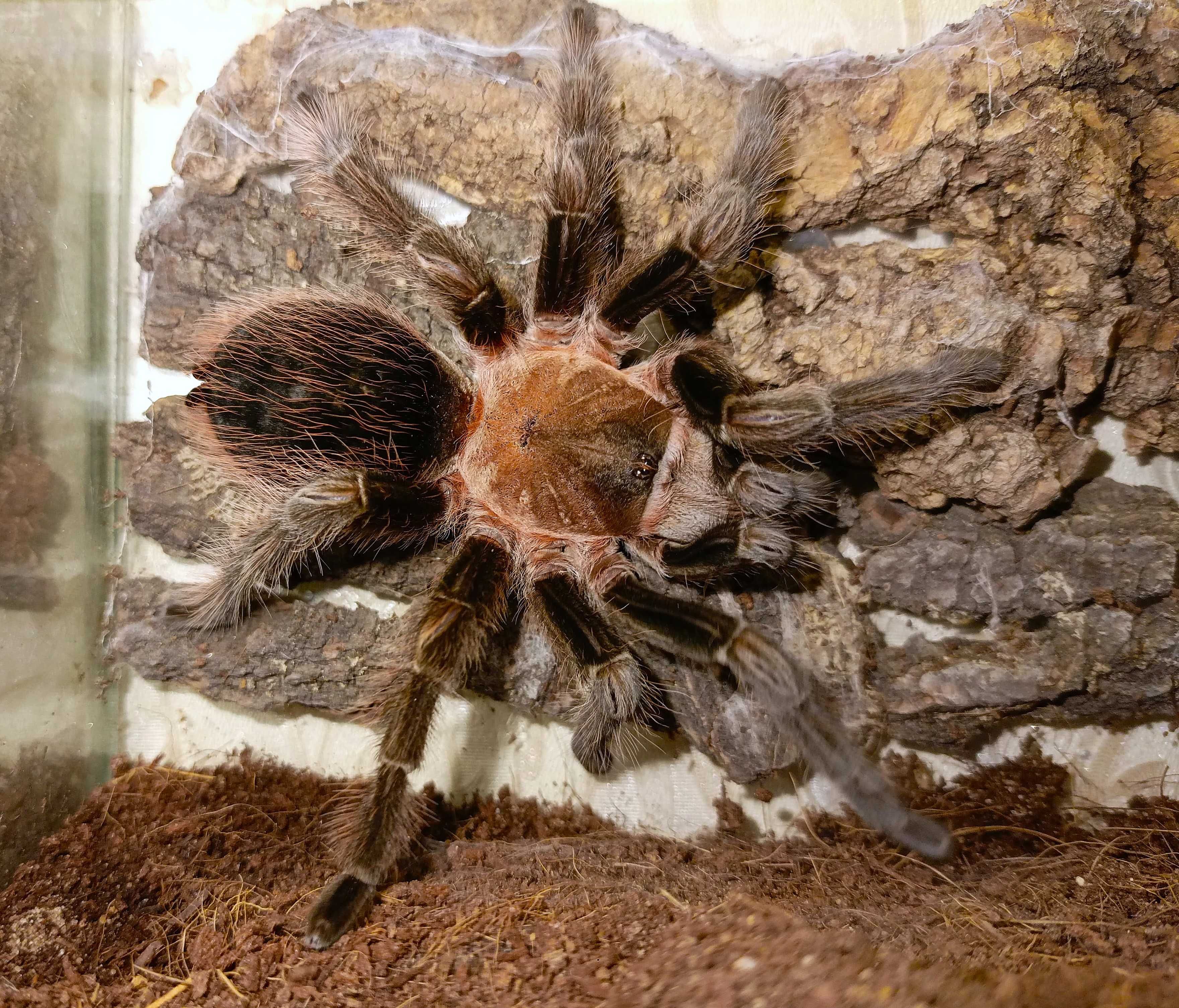 Brachypelma angustum (Sericopelma angustum) \ Паук-птицеед (Самка)