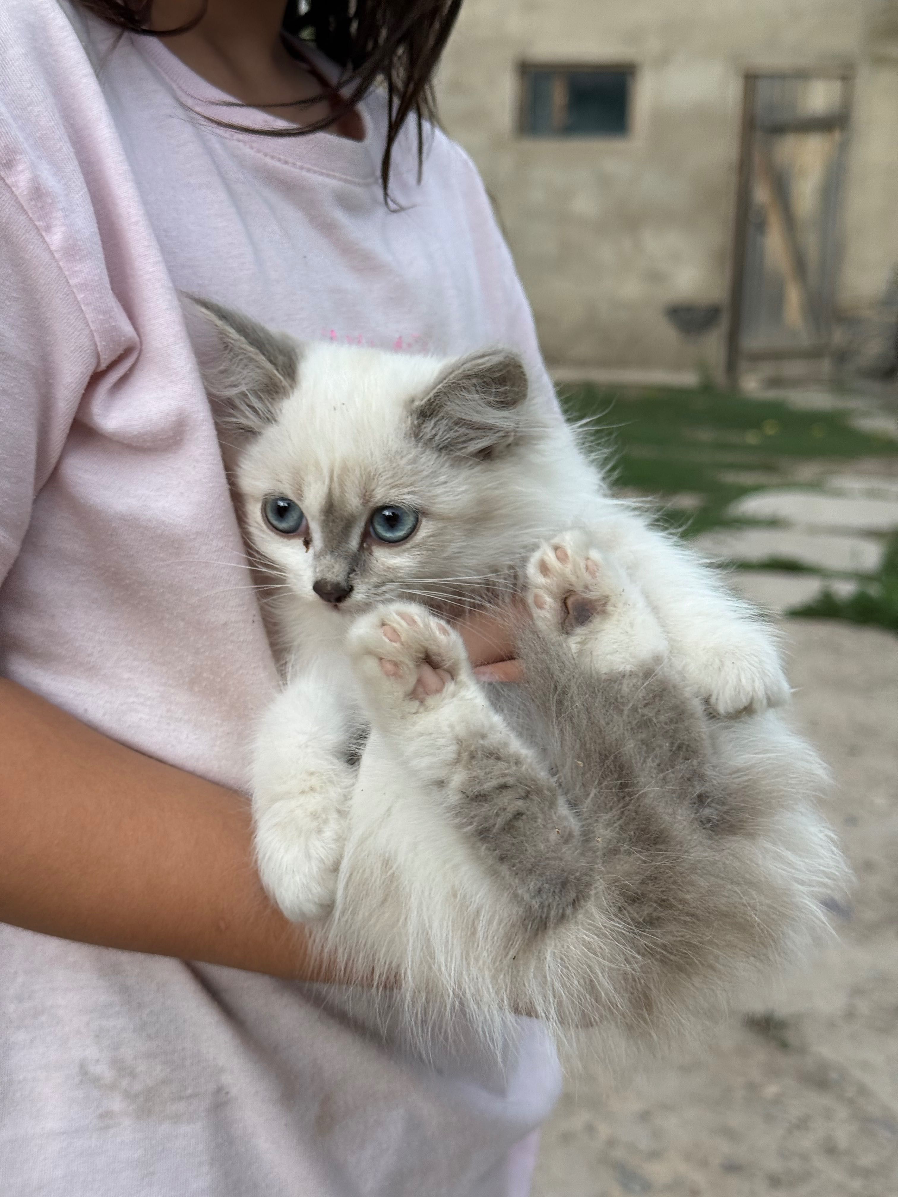 Котята 2 месяцев